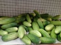 Cucumbers on the shelf ready for sale to make various dishes