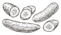 Cucumbers sketch. Vegetables, natural food vector illustration