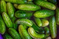 Cucumbers soaked in water for pickling. Homemade cucumbers. . Stocks for the winter. Billets from vegetables.