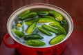 Cucumbers soaked in water for pickling. Homemade cucumbers. . Stocks for the winter. Billets from vegetables.