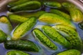 Cucumbers soaked in water for pickling. Homemade cucumbers. . Stocks for the winter. Billets from vegetables.