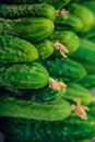 Cucumbers in summer. Fresh wet pickle ready for canning. Cucumbers for salads or canning. Cucumbers in countryside. Summer vegetab Royalty Free Stock Photo