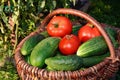 Cucumbers and tomatoes in a basket