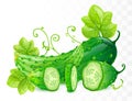 Cucumbers vector illustration