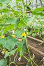Cucumbers In The Vegetable Greenhouse Royalty Free Stock Photo