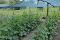 Cucumbers vertical planting. Growing organic food. Cucumbers har.shading net on cucumbers Royalty Free Stock Photo