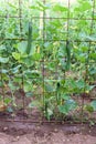 Cucumbers vertical planting. Growing organic food. Cucumbers harvest