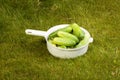 Cucumbers in a white pot on the grass Royalty Free Stock Photo