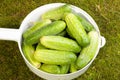 Cucumbers in a white pot on the grass Royalty Free Stock Photo