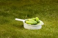 Cucumbers in a white pot on the grass Royalty Free Stock Photo