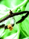 Cucumbor moth
