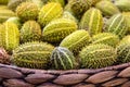 Cucumis anguria, cackrey,maroon cucumber, West Indian gherkin and West Indian gourd. Deco-Fruits yellow and green colors.