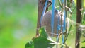 Cucumis melo. A melon hanging from its vine in the early morning, surrounded by a lush green natural backdrop