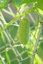 Cucumis melo Royalty Free Stock Photo