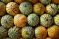 Cucumis melo is a species of melon in the family Cucurbitaceae. Generative AI