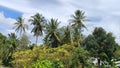 CUCUNUT, BANANA, AND JAMBOO TREE WITH BRIGH SKY