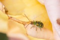 Cucurbit Beetle Walking on a Rose Royalty Free Stock Photo