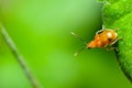 Cucurbit Leaf Beetle or Aulacophora indica