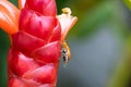 Cucurbit leaf beetle or Aulacophora indica on a crape ginger