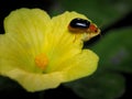 Cucurbit Leaf Beetle On A Yellow Flower