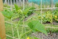 Cucurbit vine climbs a netting trellis in an allotment