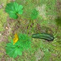 Cucurbita Flower