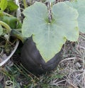 Cucurbita is a genus of herbaceous fruits in the gourd family, Cucurbitaceae, native to the Andes and Mesoamerica. Royalty Free Stock Photo