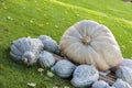 Cucurbita Maxima Giant Pumpkin cucurbita pumpkin pumpkins Royalty Free Stock Photo