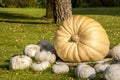 Cucurbita Maxima Giant Pumpkin cucurbita pumpkin pumpkins Royalty Free Stock Photo