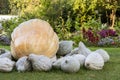 Cucurbita Maxima Giant Pumpkin cucurbita pumpkin pumpkins Royalty Free Stock Photo