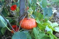 Cucurbita maxima. gourd. cucurbits. squash. pumpkin