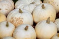 Cucurbita Maxima Halloween pumpkins, Flat white squash Royalty Free Stock Photo