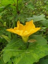 Cucurbita maxima , one of at least four cultivated pumpkin species This species is native to South America