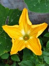 Cucurbita Maxima pumpkin flowers are yellow with insects around the edges Royalty Free Stock Photo