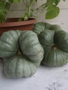 Cucurbita maxima Triamble 02 Royalty Free Stock Photo