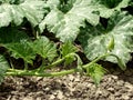 Cucurbita moschata Royalty Free Stock Photo