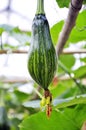 Cucurbita moschata Royalty Free Stock Photo