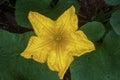 Cucurbit Plant Flower-Star-Shaped Pumpkin Flower