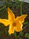 Cucurbita moshcata duchsene ,spanish gourd or pumpkin female flower