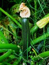 cucurbita pepe on a plant Royalty Free Stock Photo