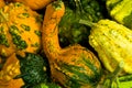 Cucurbita pepo Royalty Free Stock Photo