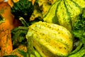 Cucurbita pepo Royalty Free Stock Photo