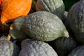 Cucurbitaceae Royalty Free Stock Photo