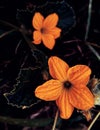 Cucurbits flower closeup