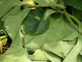 Cucurbits leaves