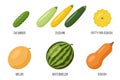 Cucurbits set, illustration. Flat style.