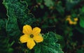 Cucurbits flower closeup