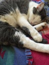 Cuddle cat Royalty Free Stock Photo