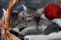 Cuddled kittens in a wooden basket