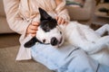 Cuddling with adorable black and white outbred dog. Royalty Free Stock Photo